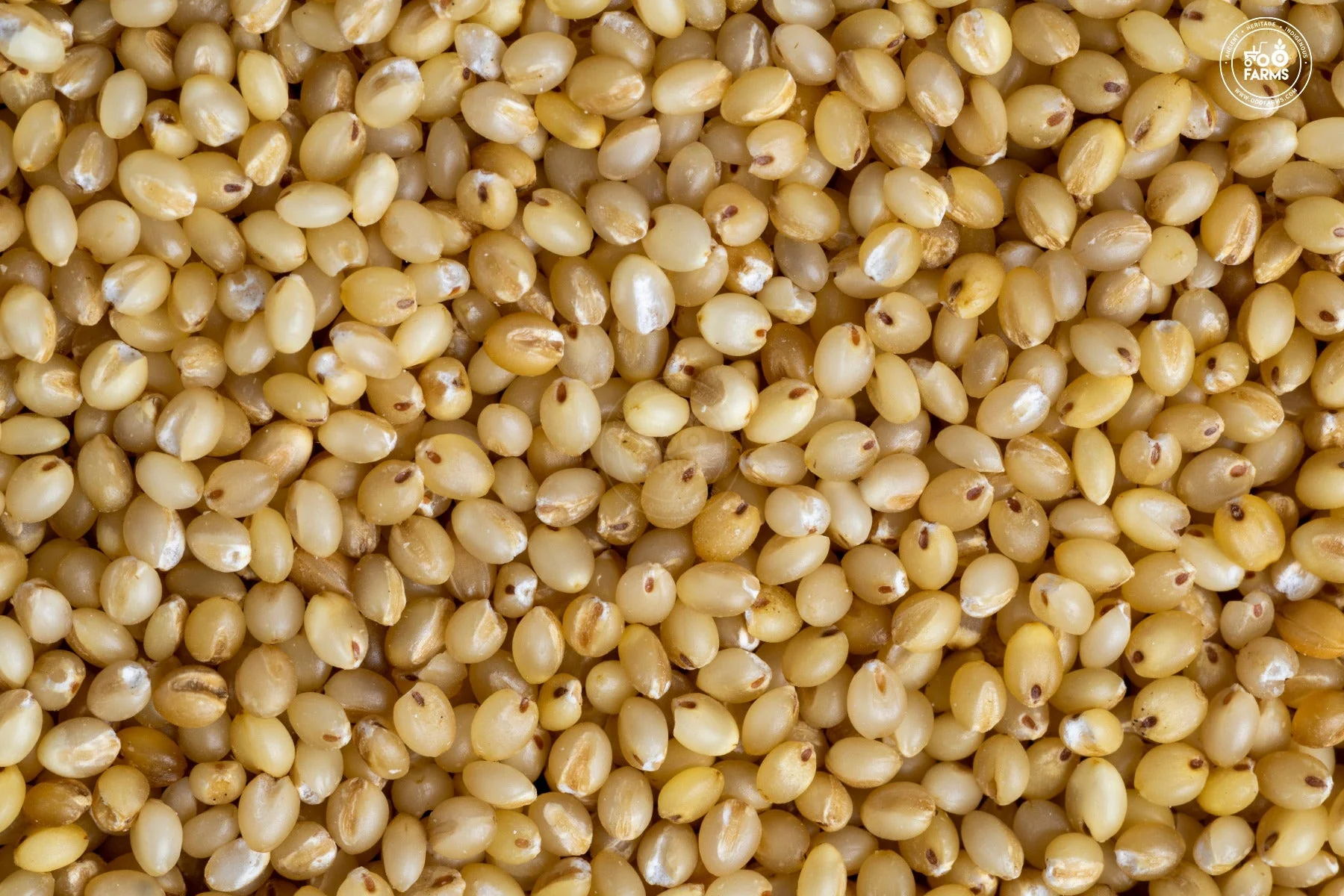 Fox Tail Millet